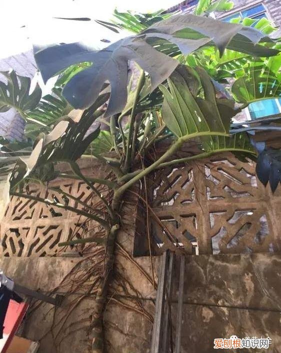 为什么最近喜欢养花，还在说你养花的时间长？看完它们，就知道什么才是养花高手了！