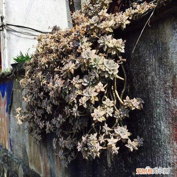 为什么最近喜欢养花，还在说你养花的时间长？看完它们，就知道什么才是养花高手了！