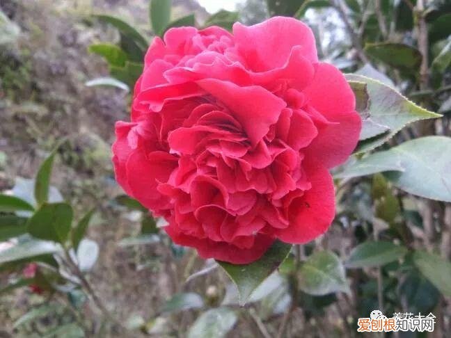 为什么最近喜欢养花，还在说你养花的时间长？看完它们，就知道什么才是养花高手了！