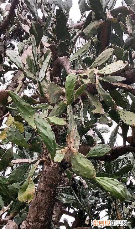 为什么最近喜欢养花，还在说你养花的时间长？看完它们，就知道什么才是养花高手了！