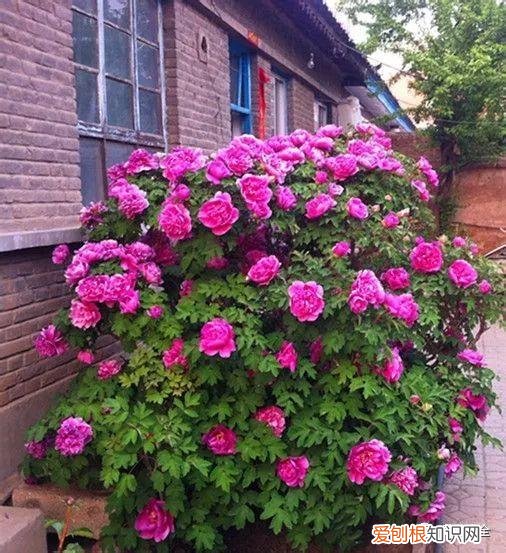 为什么最近喜欢养花，还在说你养花的时间长？看完它们，就知道什么才是养花高手了！