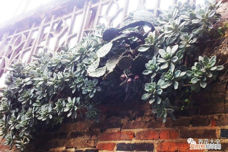 为什么最近喜欢养花，还在说你养花的时间长？看完它们，就知道什么才是养花高手了！