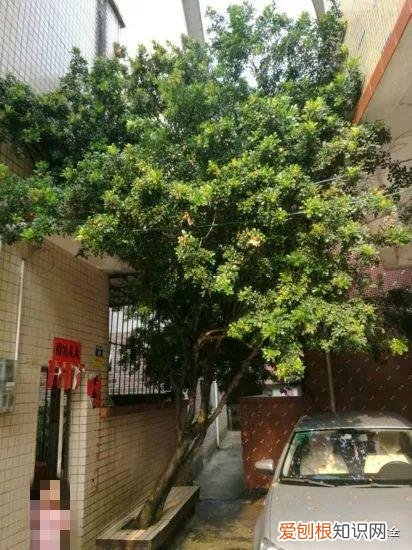 为什么最近喜欢养花，还在说你养花的时间长？看完它们，就知道什么才是养花高手了！