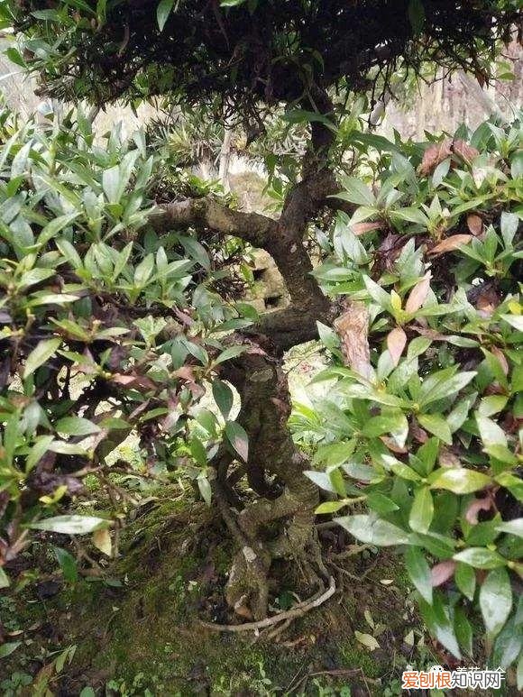 为什么最近喜欢养花，还在说你养花的时间长？看完它们，就知道什么才是养花高手了！