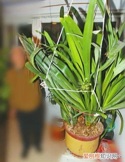 为什么最近喜欢养花，还在说你养花的时间长？看完它们，就知道什么才是养花高手了！