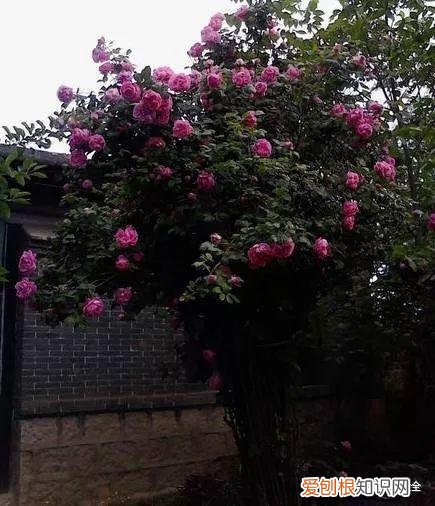 为什么最近喜欢养花，还在说你养花的时间长？看完它们，就知道什么才是养花高手了！