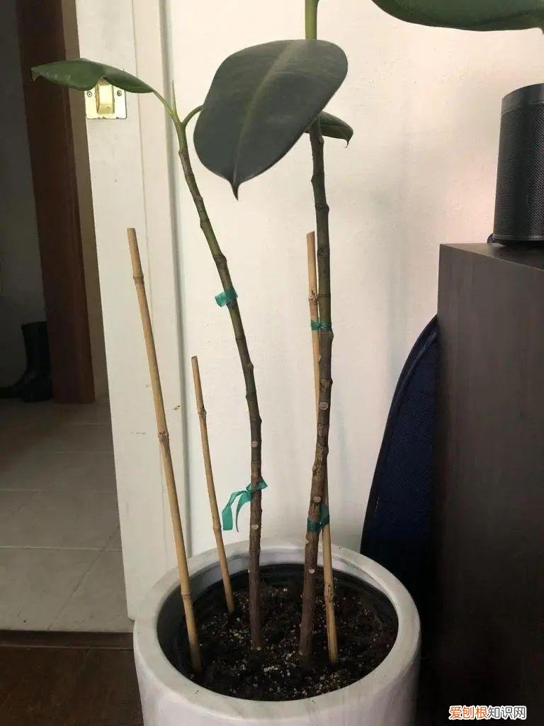 为什么买回来的盆栽养不活，常见的盆栽植物养好了可以一直存活，为啥我买的就活不了两三年？