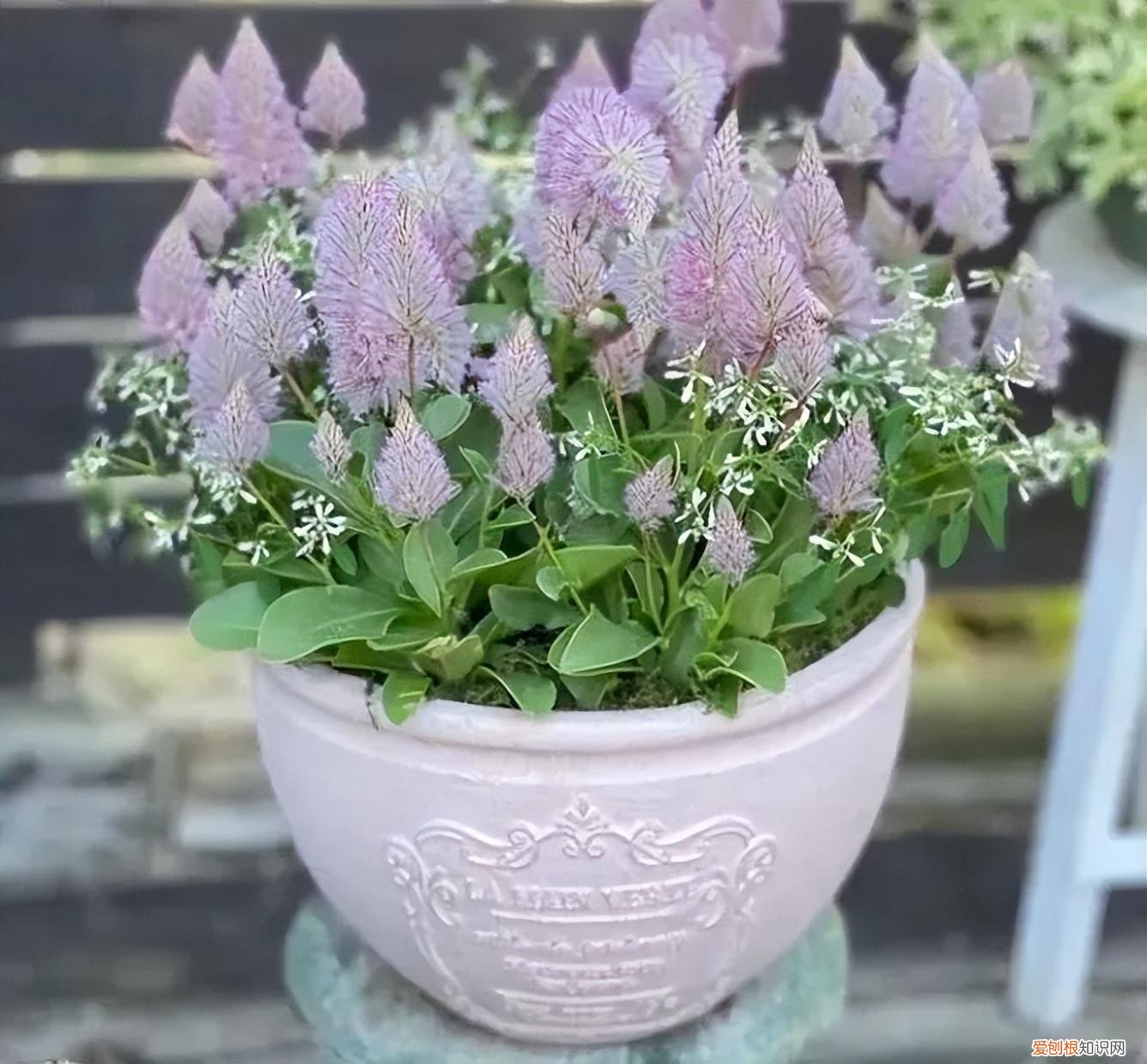 为什么买回来的盆栽养不活，常见的盆栽植物养好了可以一直存活，为啥我买的就活不了两三年？