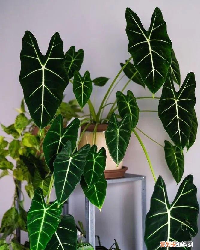 为什么买回来的盆栽养不活，常见的盆栽植物养好了可以一直存活，为啥我买的就活不了两三年？