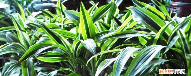 巴西美人能长多大 巴西美人怎么养