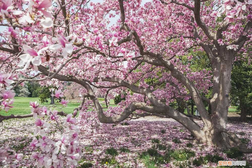 二乔木兰图片 二乔木兰怎么养