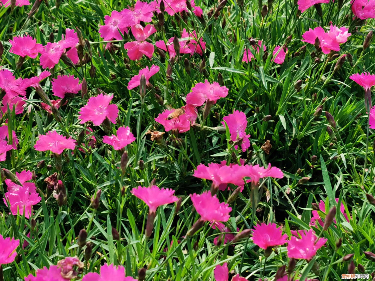 石竹的养殖方法与注意事项 海石竹的养殖方法