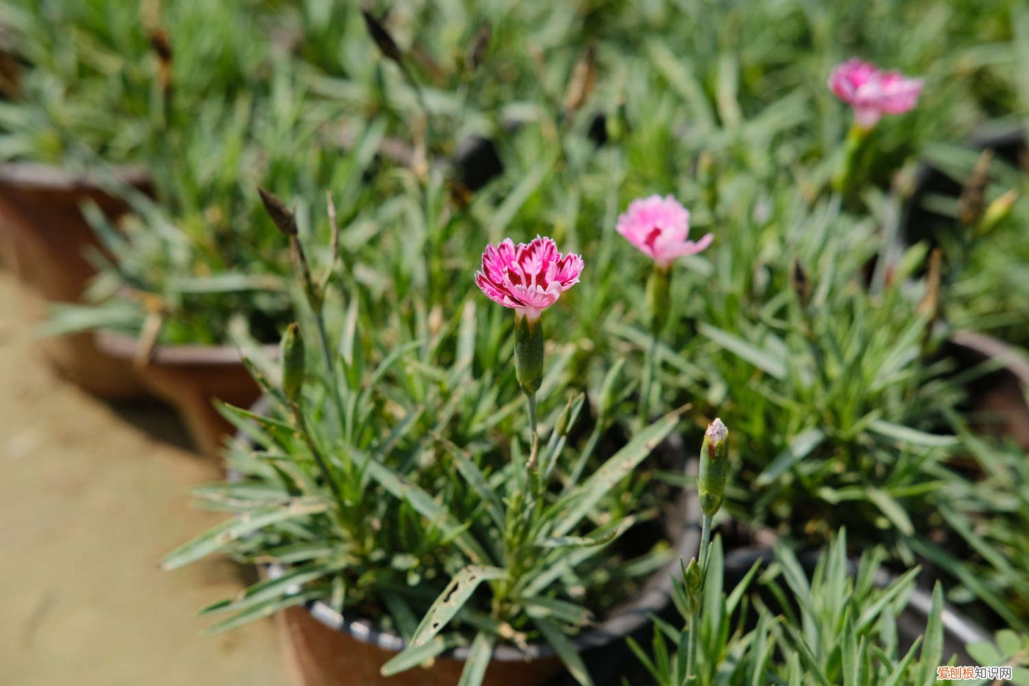 石竹的养殖方法与注意事项 海石竹的养殖方法