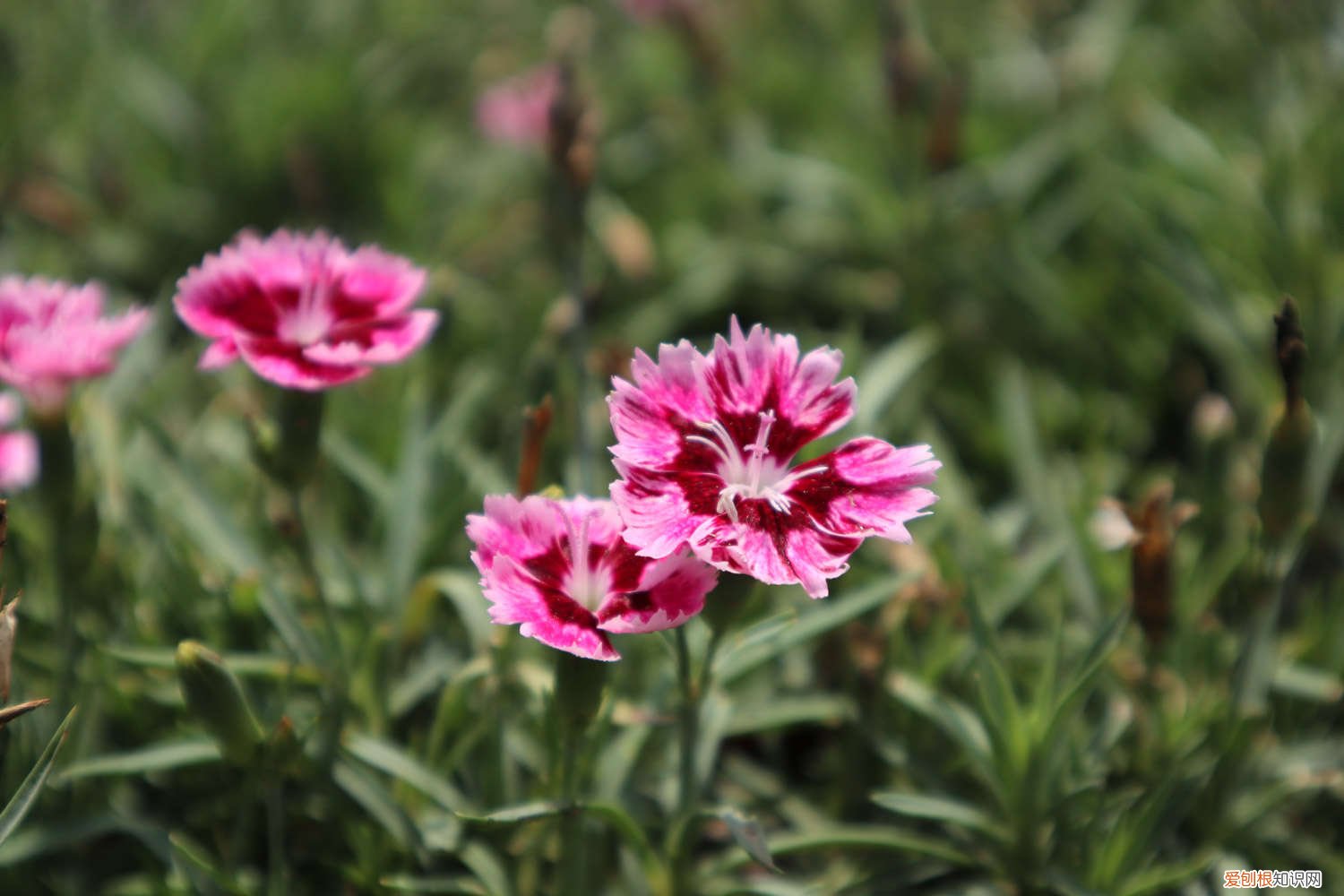 石竹的养殖方法与注意事项 海石竹的养殖方法
