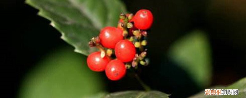 草珊瑚生长环境 草珊瑚的养殖方法