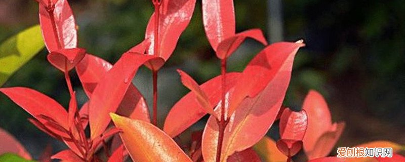 怎么养红鳞蒲桃苗 怎么养红鳞蒲桃