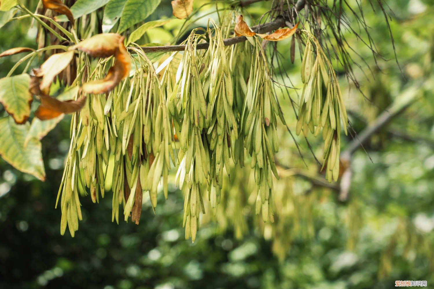 白蜡树怎么繁殖 白蜡树的养殖方法