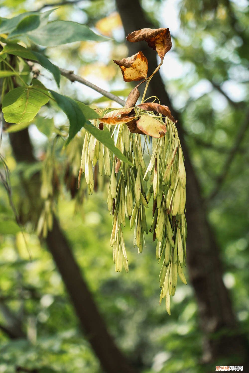 白蜡树怎么繁殖 白蜡树的养殖方法