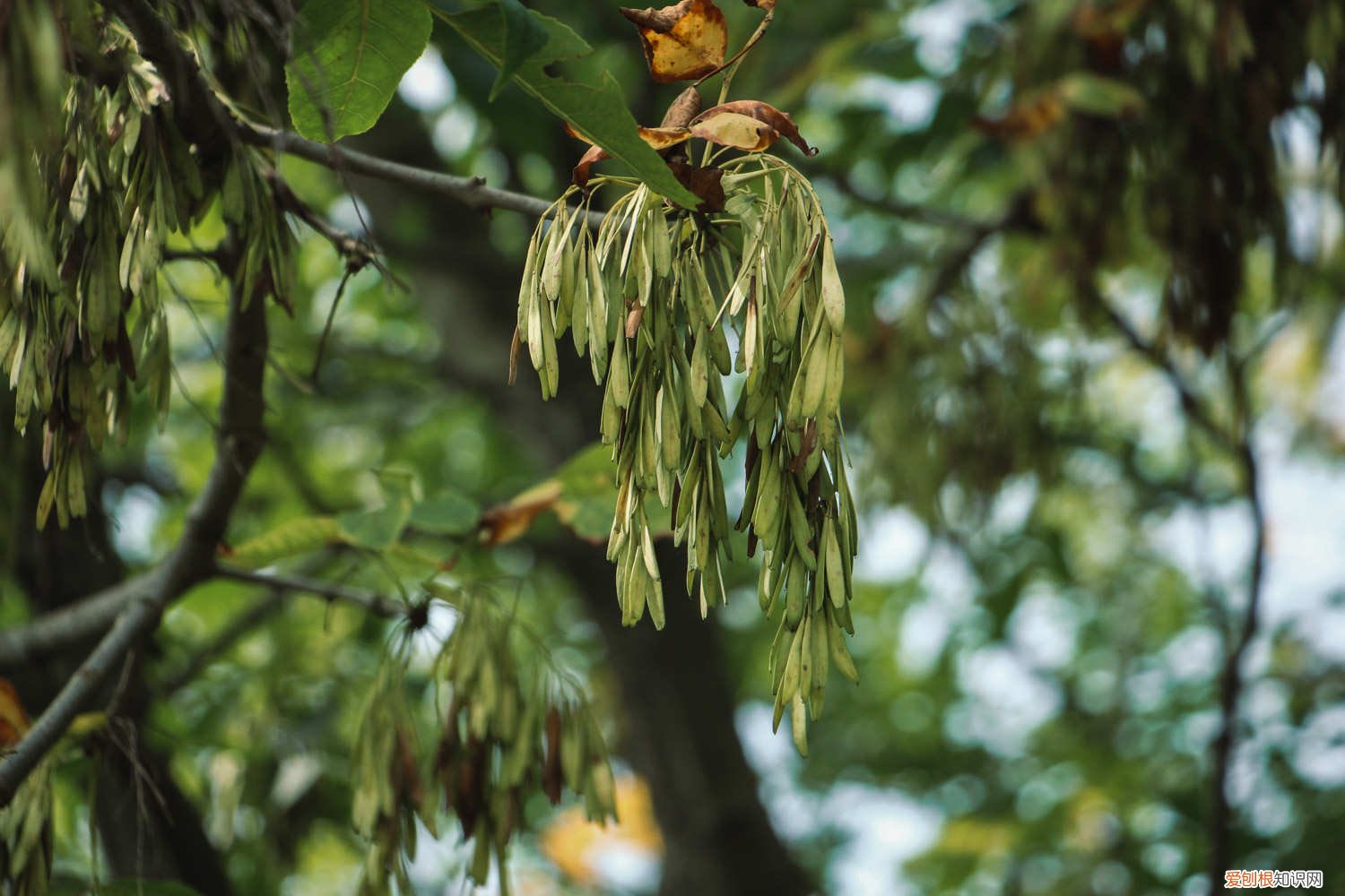 白蜡树怎么繁殖 白蜡树的养殖方法