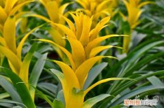 水培鸿运当头的养殖方法和注意事项 鸿运当头的养殖方法和注意事项