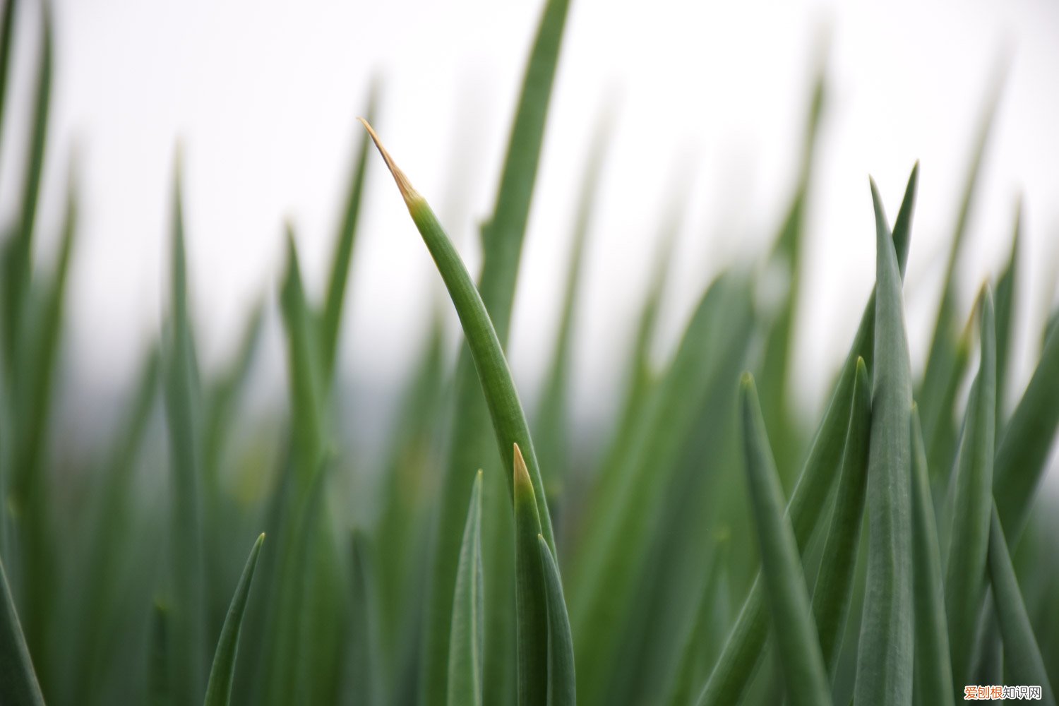 葱收割了 还会再长吗 葱怎么割才会再生