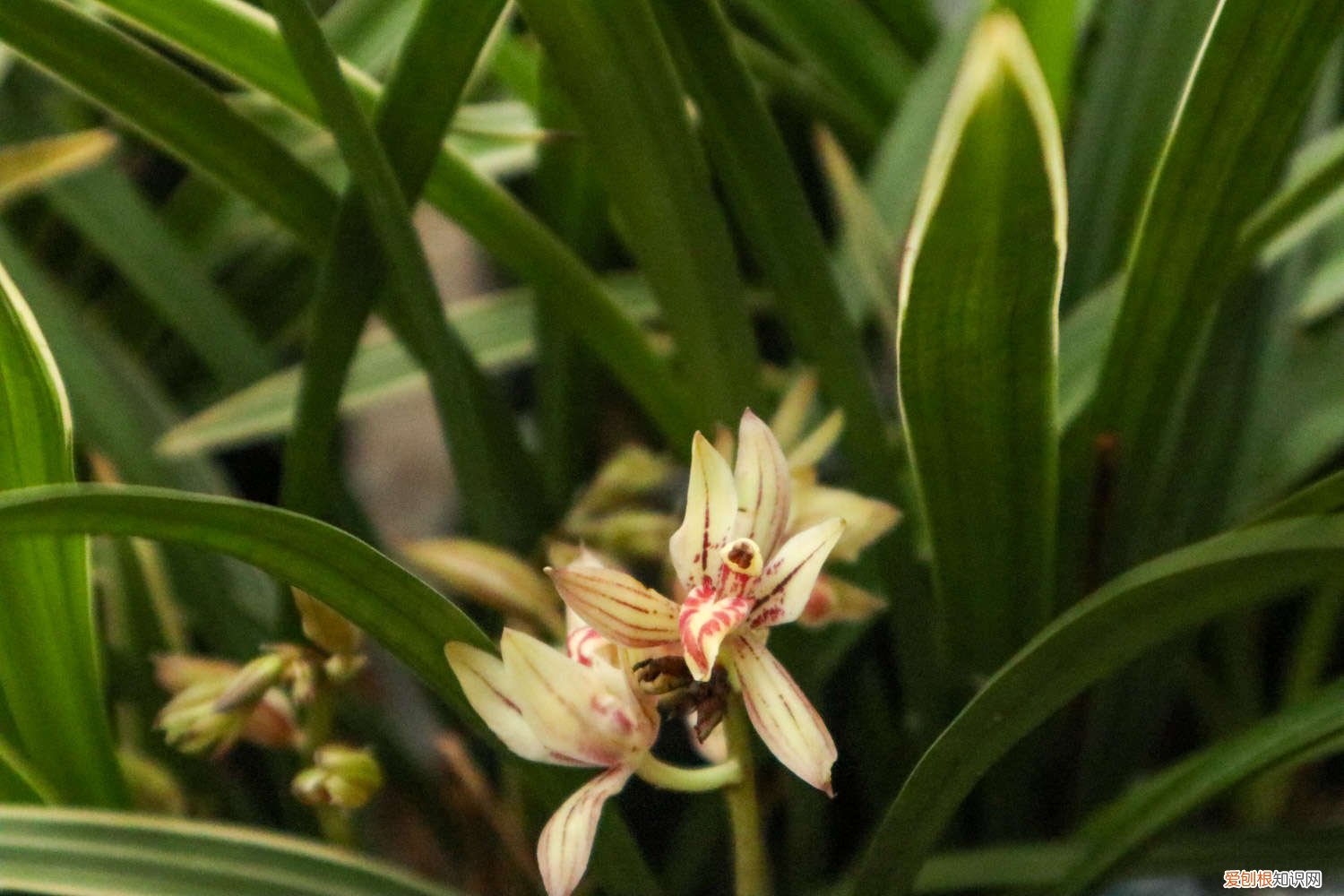 红将军兰花养殖温度 红将军兰花怎么养