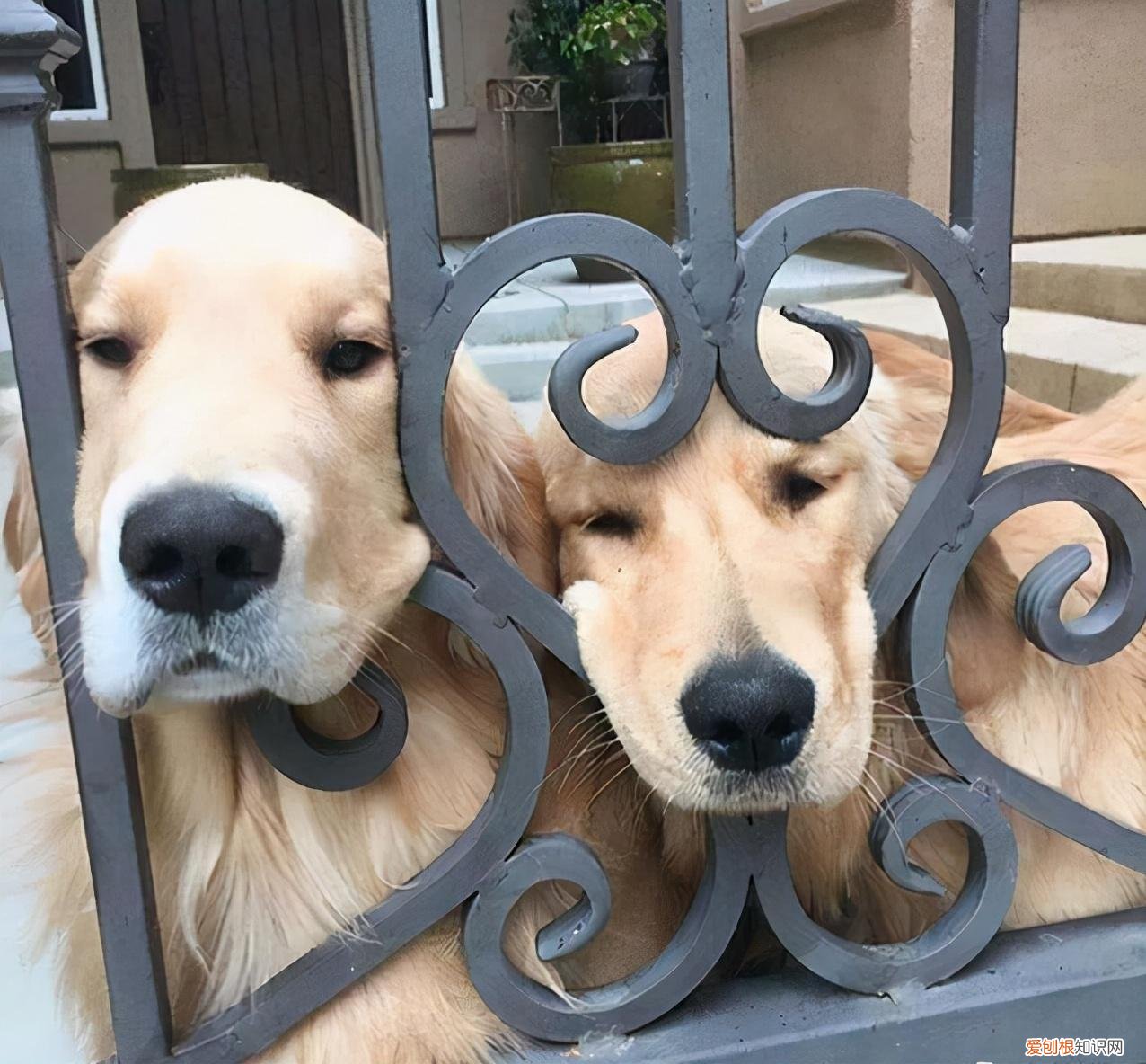 狗狗的小知识，干货！这32条“狗狗知识”要收好，错过可能就找不到了