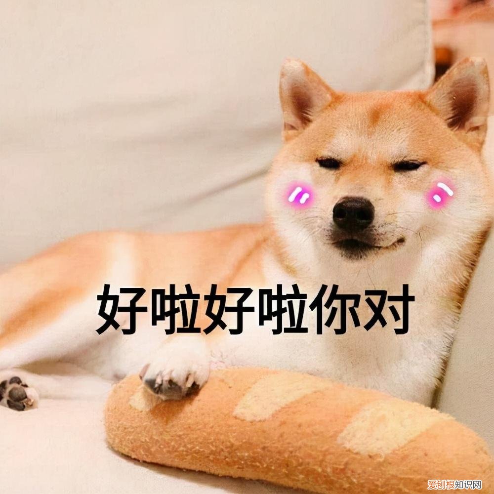 狗狗的小知识，干货！这32条“狗狗知识”要收好，错过可能就找不到了