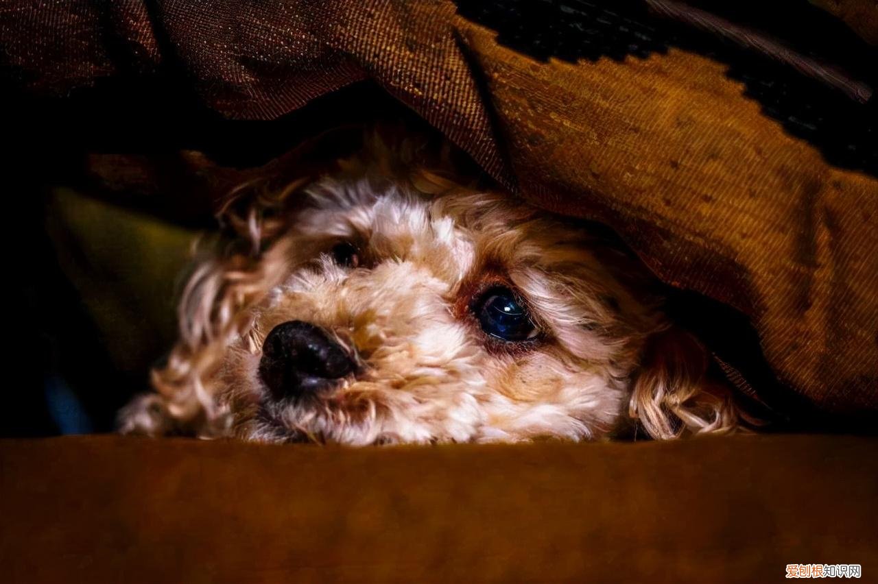 狗狗的小知识，干货！这32条“狗狗知识”要收好，错过可能就找不到了