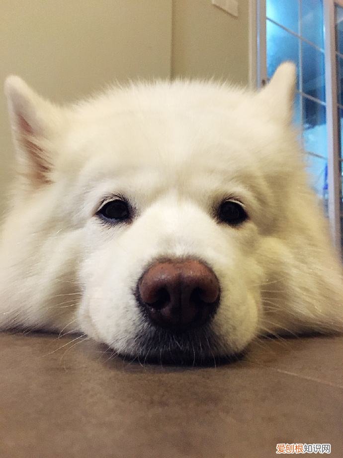 狗狗的小知识，干货！这32条“狗狗知识”要收好，错过可能就找不到了