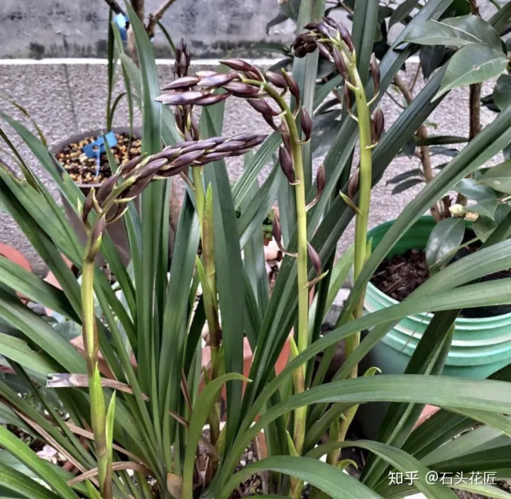 兰花春节开花怎样管理，2月养兰花，具备“3个”条件，半个月长满花苞，满屋芳香