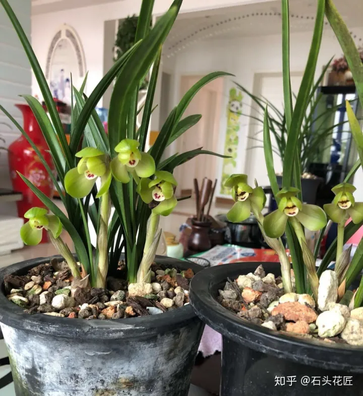 兰花春节开花怎样管理，2月养兰花，具备“3个”条件，半个月长满花苞，满屋芳香