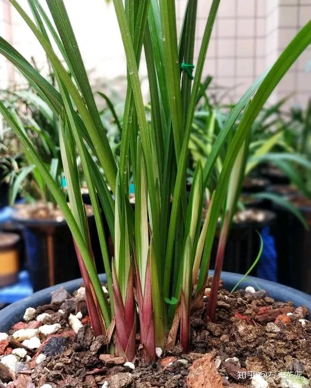 兰花春节开花怎样管理，2月养兰花，具备“3个”条件，半个月长满花苞，满屋芳香