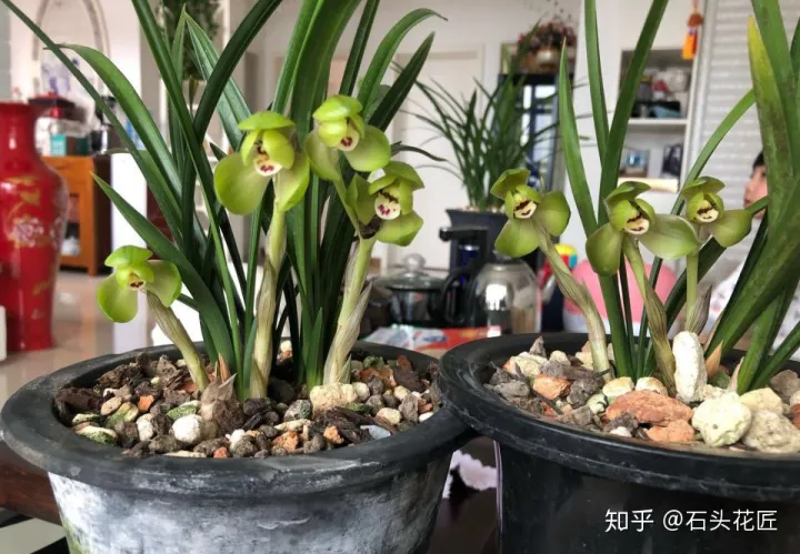兰花春节开花怎样管理，2月养兰花，具备“3个”条件，半个月长满花苞，满屋芳香