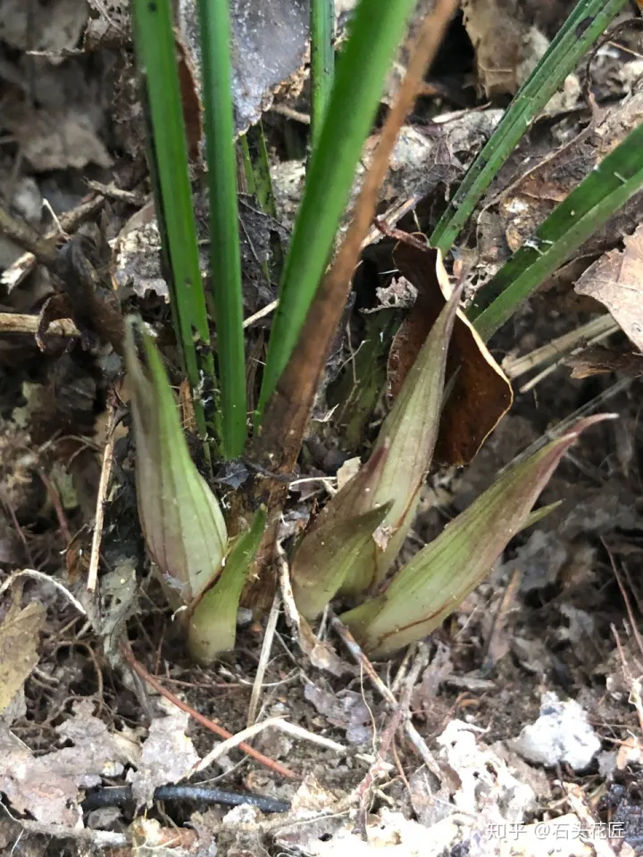 兰花春节开花怎样管理，2月养兰花，具备“3个”条件，半个月长满花苞，满屋芳香