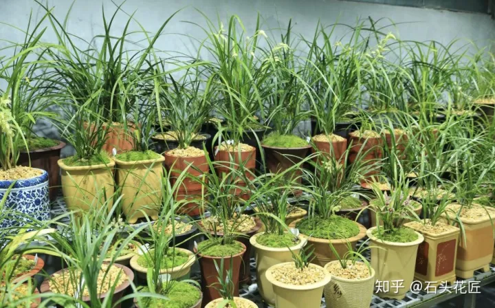 兰花春节开花怎样管理，2月养兰花，具备“3个”条件，半个月长满花苞，满屋芳香