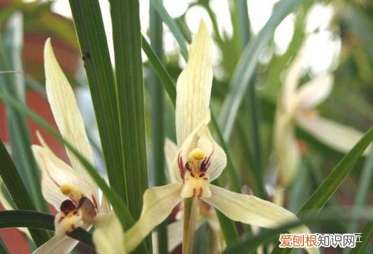兰花春节开花怎样管理，2月养兰花，具备“3个”条件，半个月长满花苞，满屋芳香