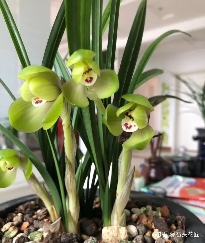 兰花春节开花怎样管理，2月养兰花，具备“3个”条件，半个月长满花苞，满屋芳香