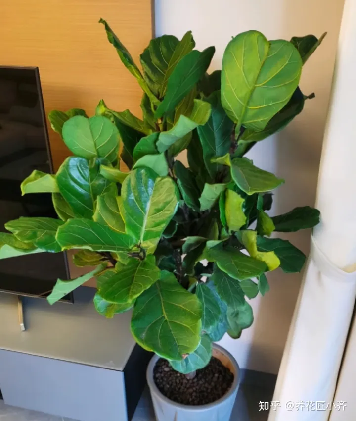 养花不要认为很难，只要记住“五个字”，养啥都能养好