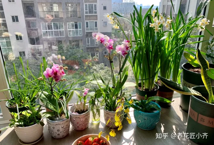 养花不要认为很难，只要记住“五个字”，养啥都能养好