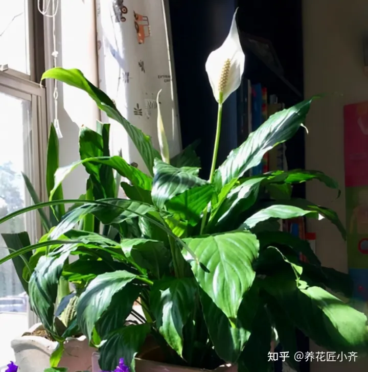 养花不要认为很难，只要记住“五个字”，养啥都能养好