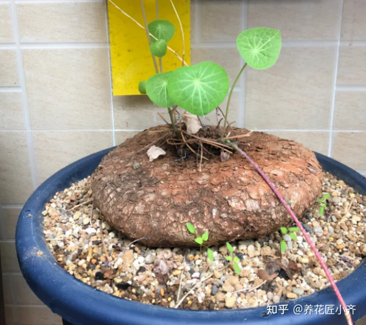 养花不要认为很难，只要记住“五个字”，养啥都能养好