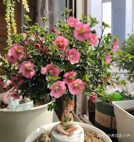 养花不要认为很难，只要记住“五个字”，养啥都能养好