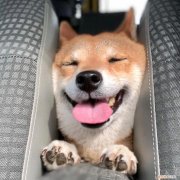 养宠物的常识大全，怎样养宠物才对？｜养宠物需要知道的五方面