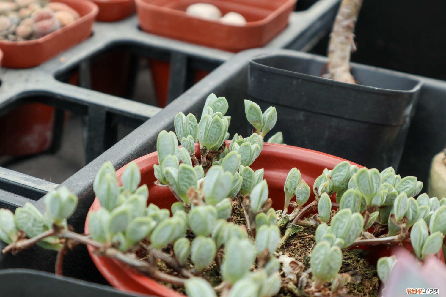 鹿角海棠夏天怎么养 鹿角海棠夏季怎么养