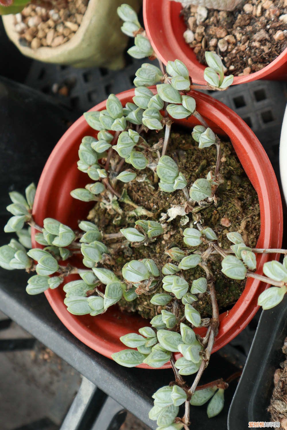 鹿角海棠夏天怎么养 鹿角海棠夏季怎么养