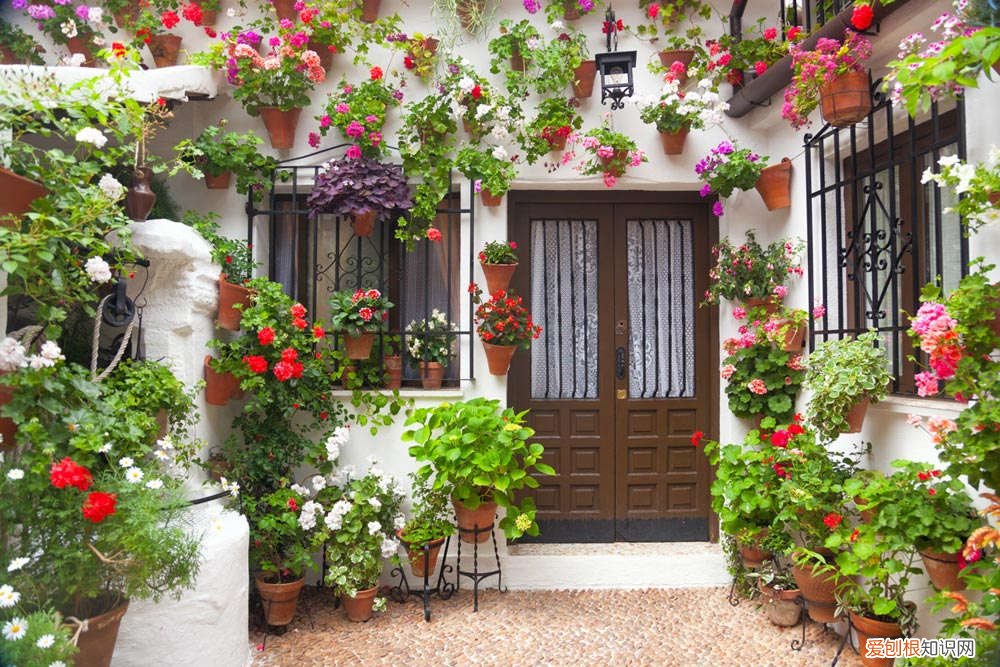 金粟兰属植物 金粟兰怎么养