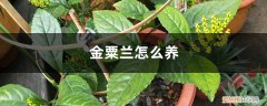 金粟兰属植物 金粟兰怎么养