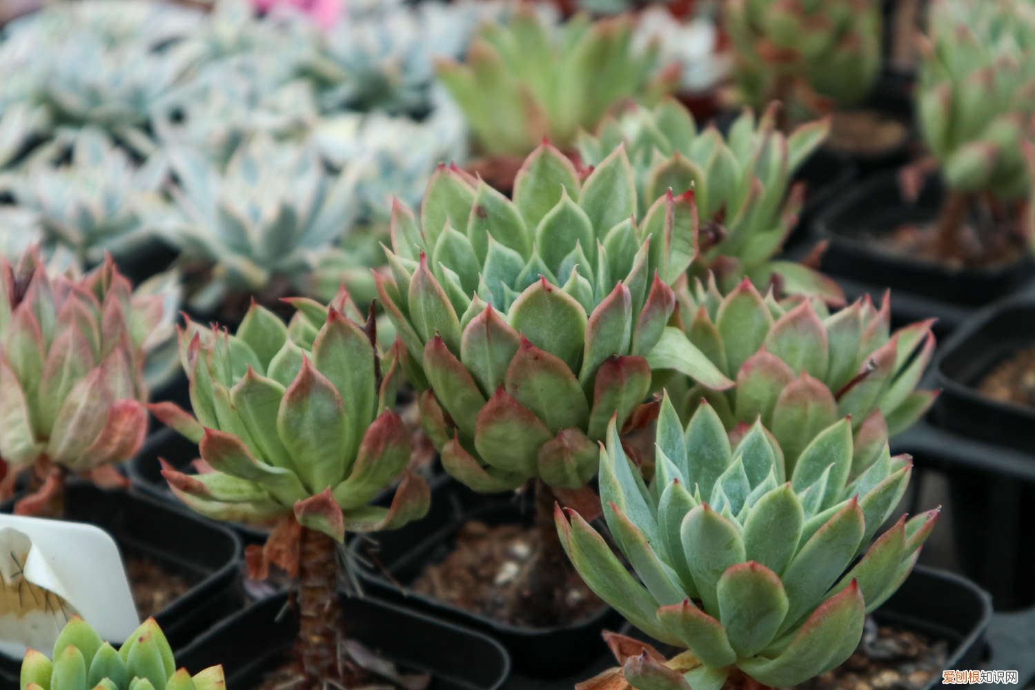 冰莓多肉怎么栽种成活快 冰莓多肉的养殖方法