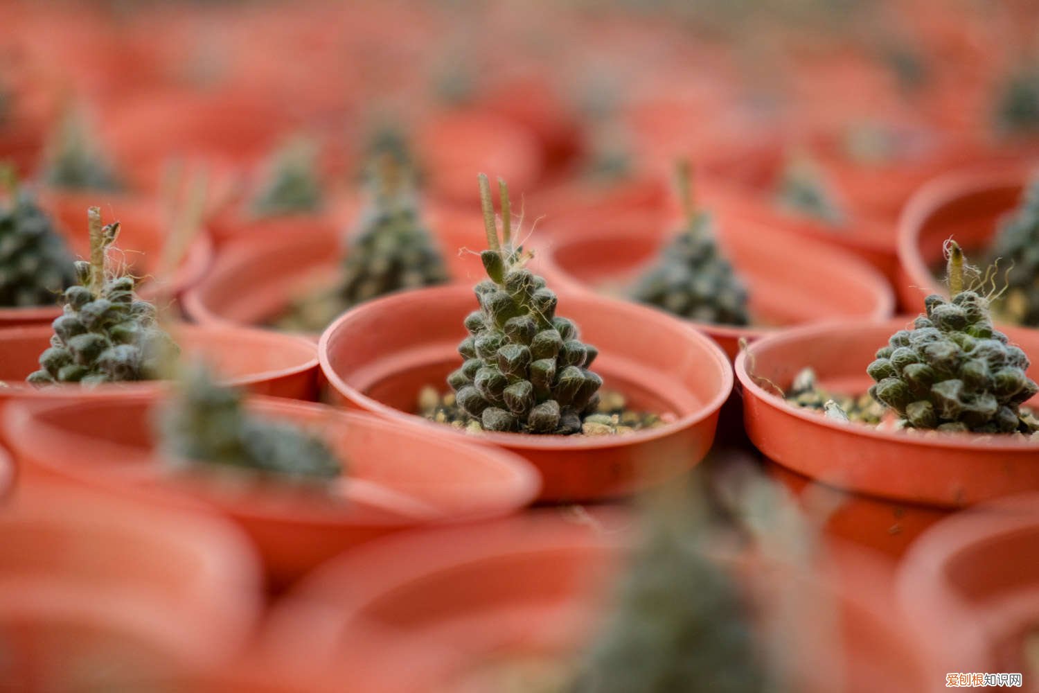 冰莓多肉怎么栽种成活快 冰莓多肉的养殖方法